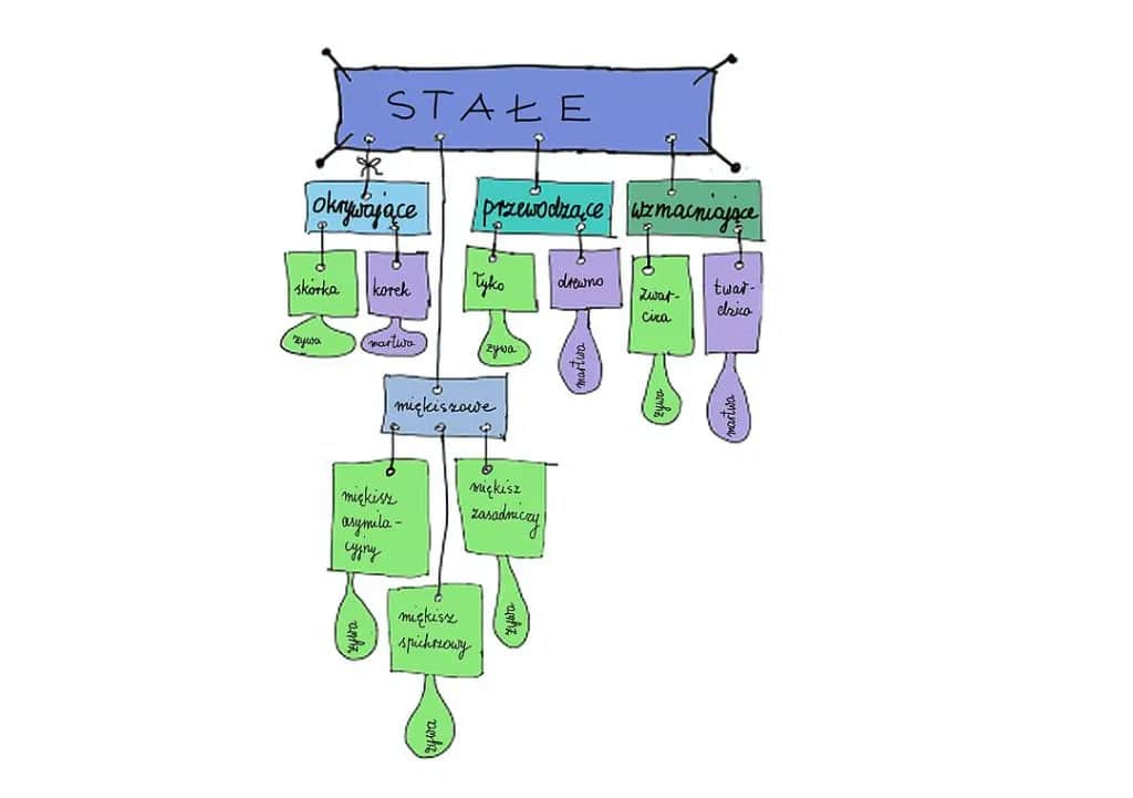 Jakie są tkanki roślinne? Odkryj ich rodzaje i funkcje w biologii