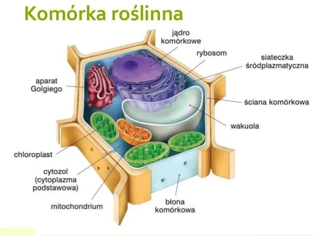 Co to jest komórka roślinna? Odkryj jej niezwykłe funkcje i cechy